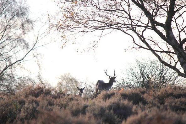 deer-dfds-competition