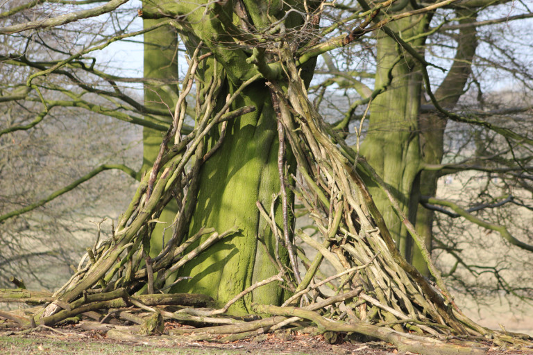 Tatton Park woodlands