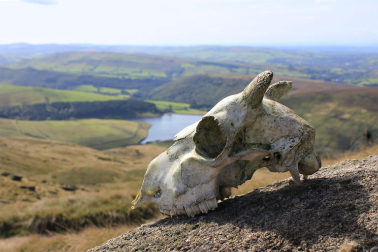 A skull up on Kinder Scout