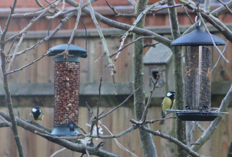 Big Garden Birdwatch 2017