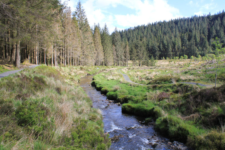 Hafren Forest walk in Wales