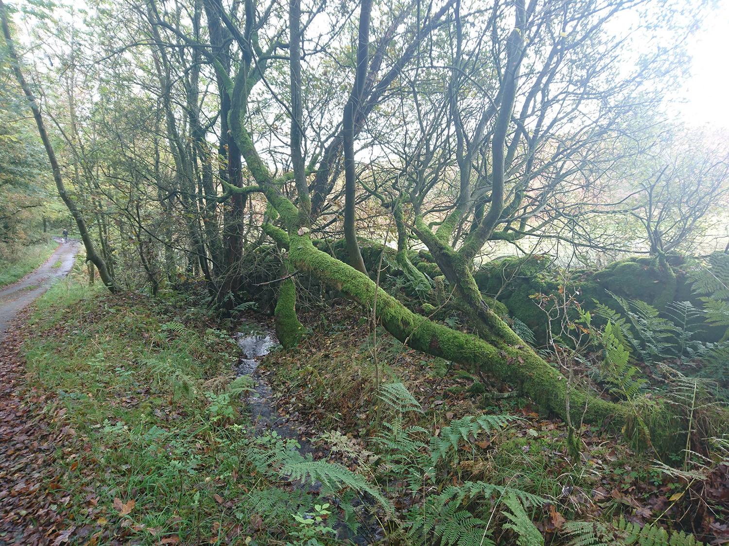 Walking Brinscall via White Coppice to Great Hill