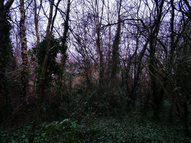 Winter solstice woodland meditation