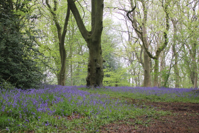 Woodland wellbeing