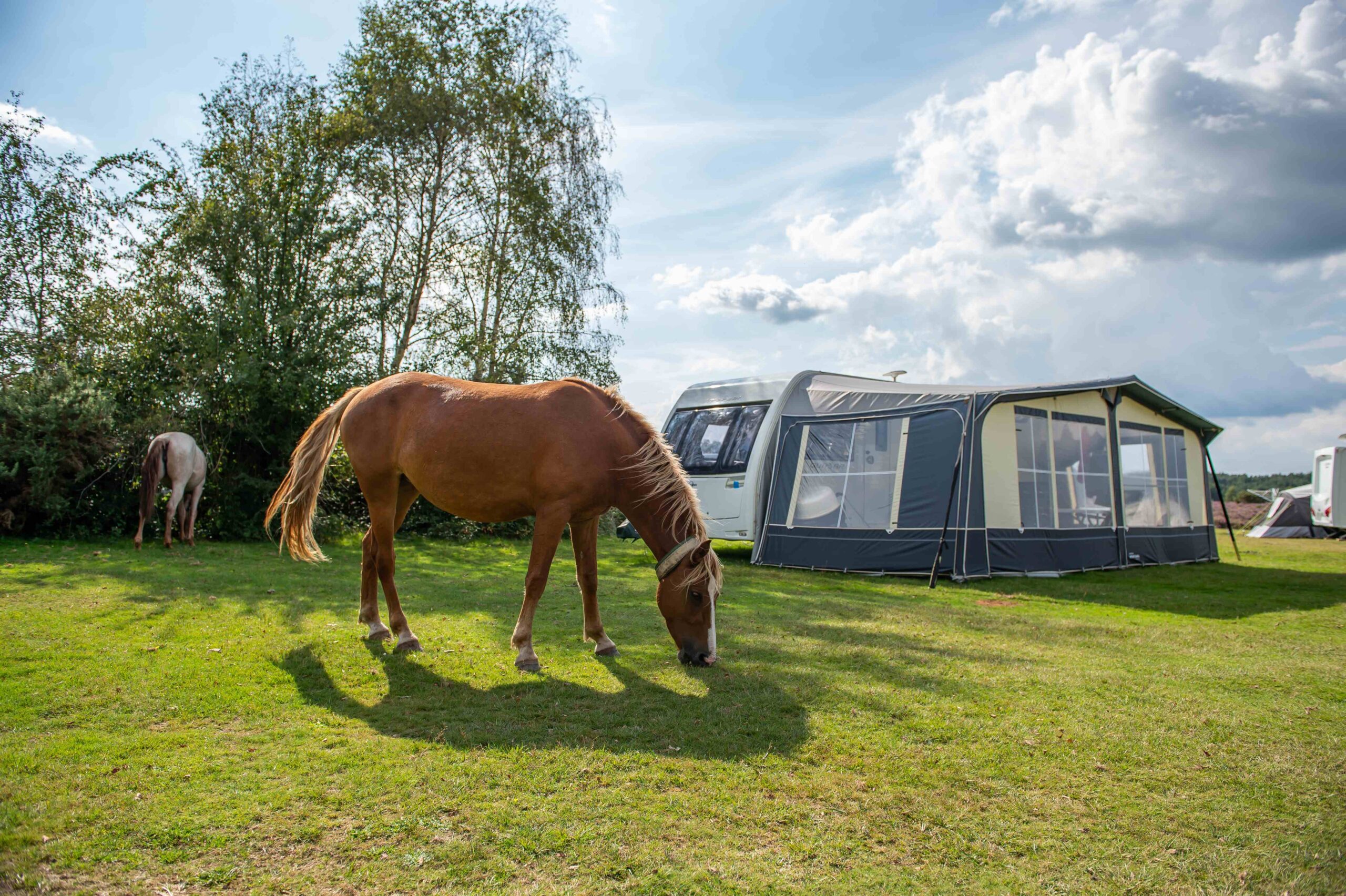 Camping New Forest