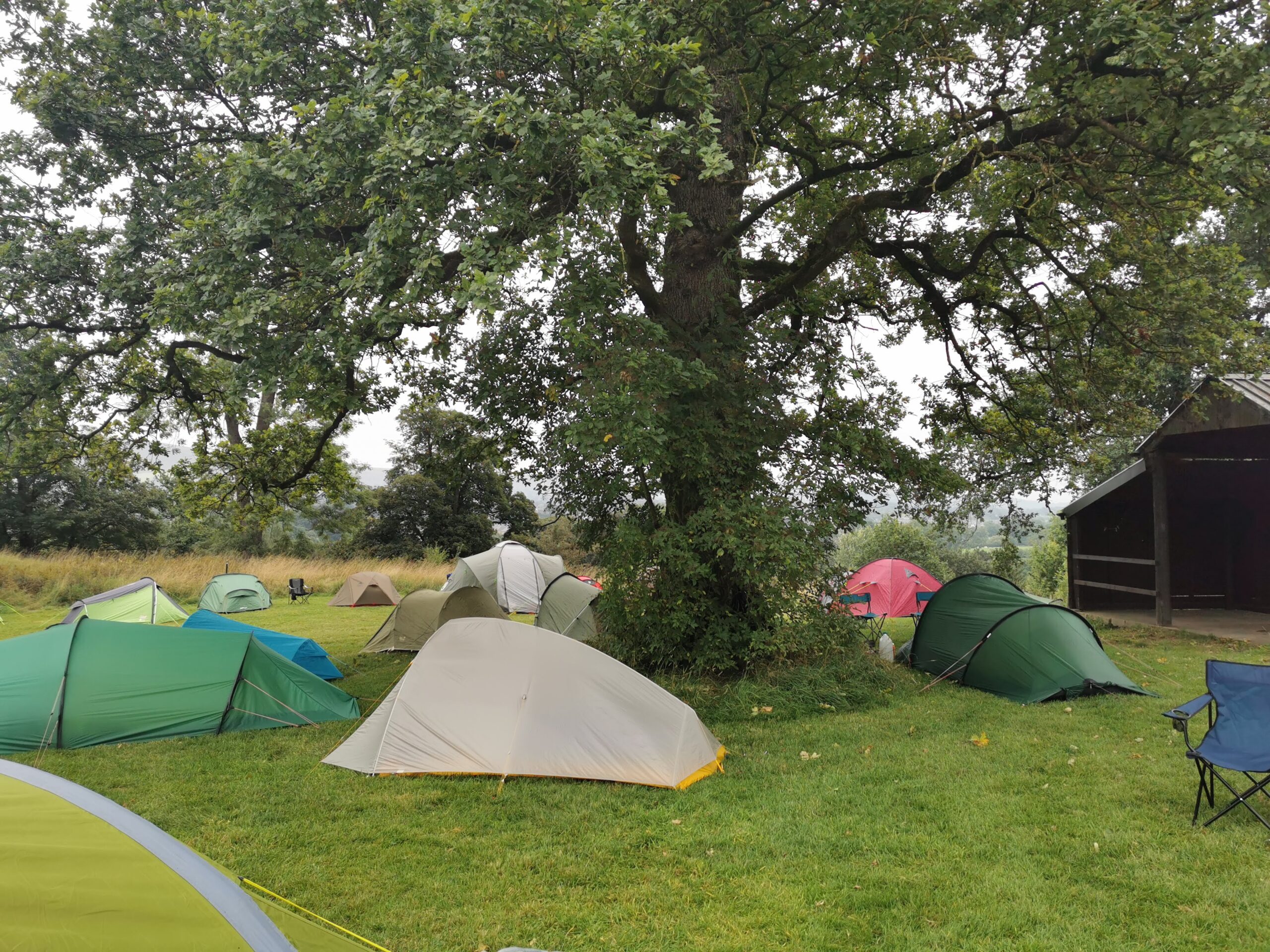 Tents set up under a tree.