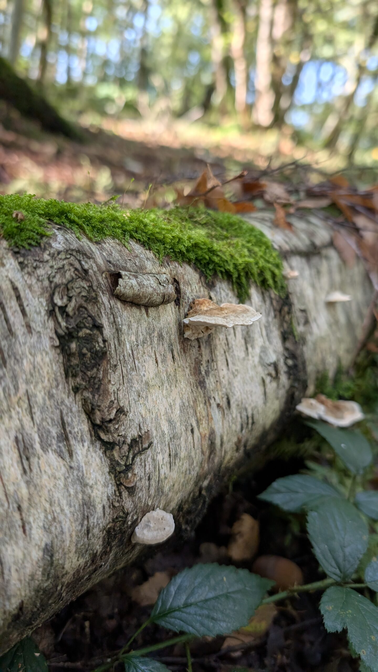 Noticing nature
