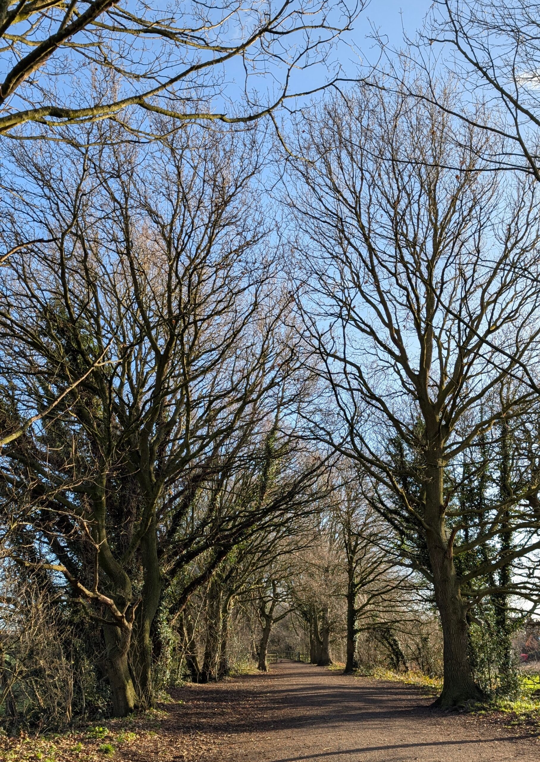 Winter walks for mindfulness