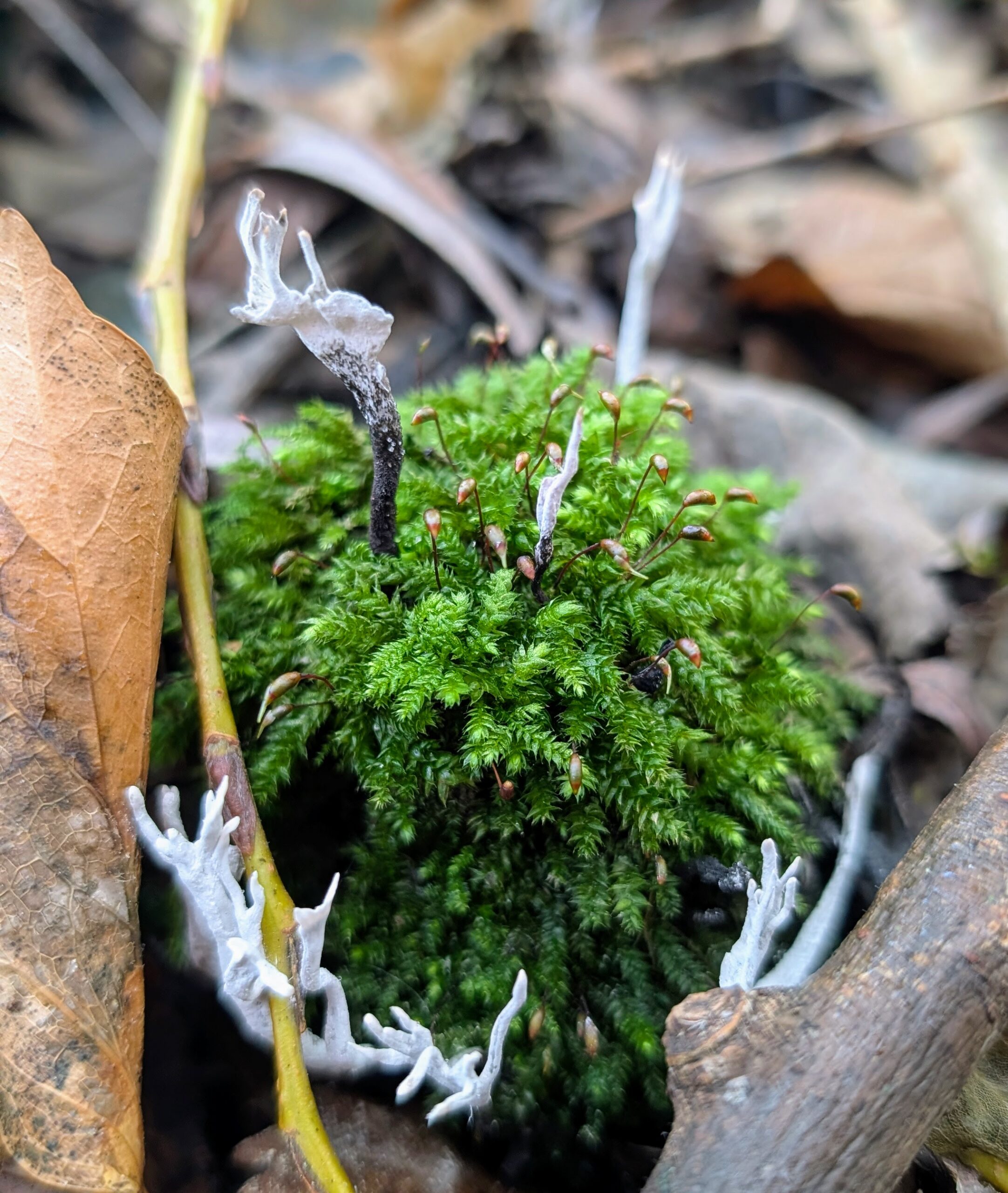 candlesnuff fungi