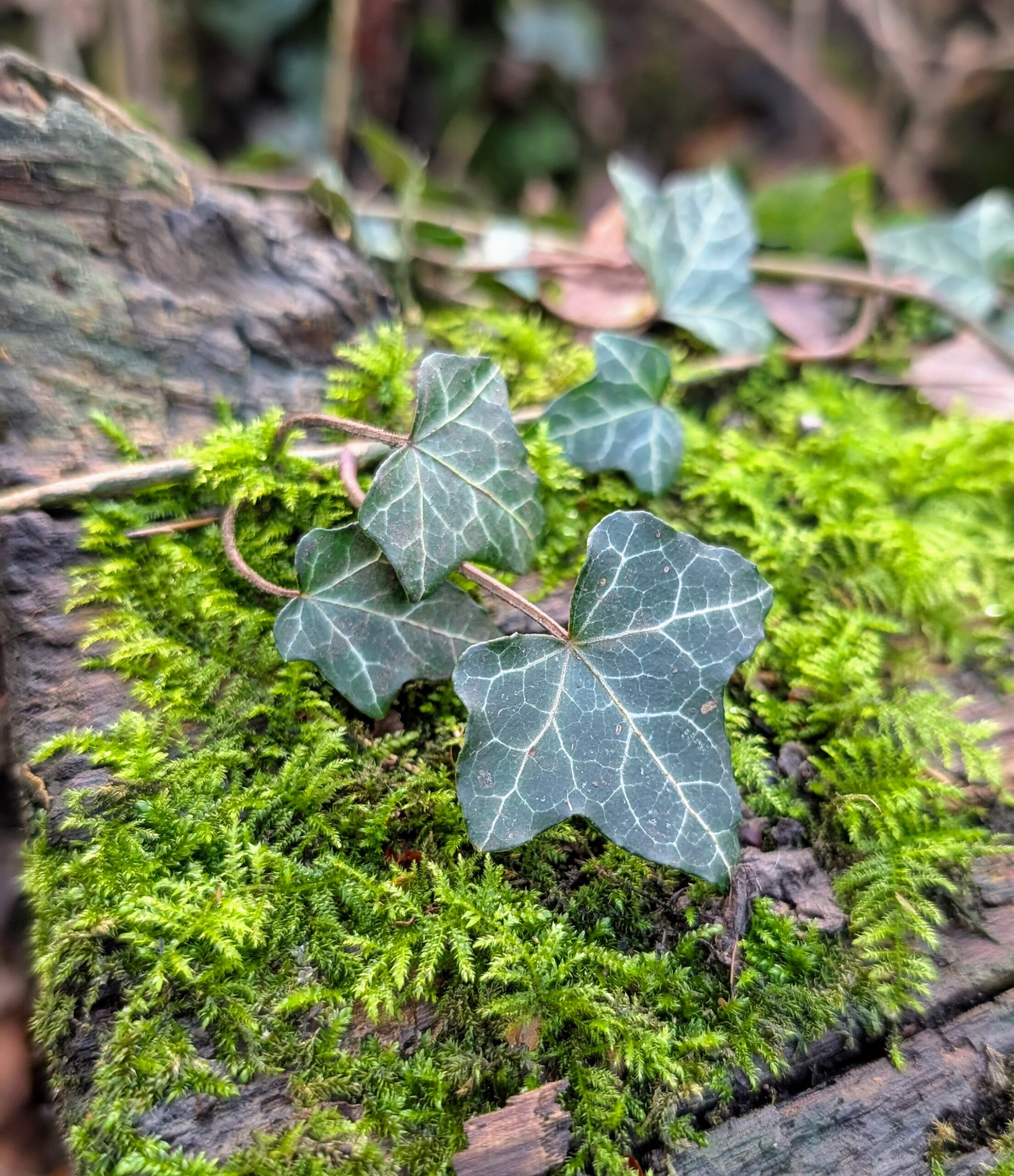 Ivy and moss in springtime