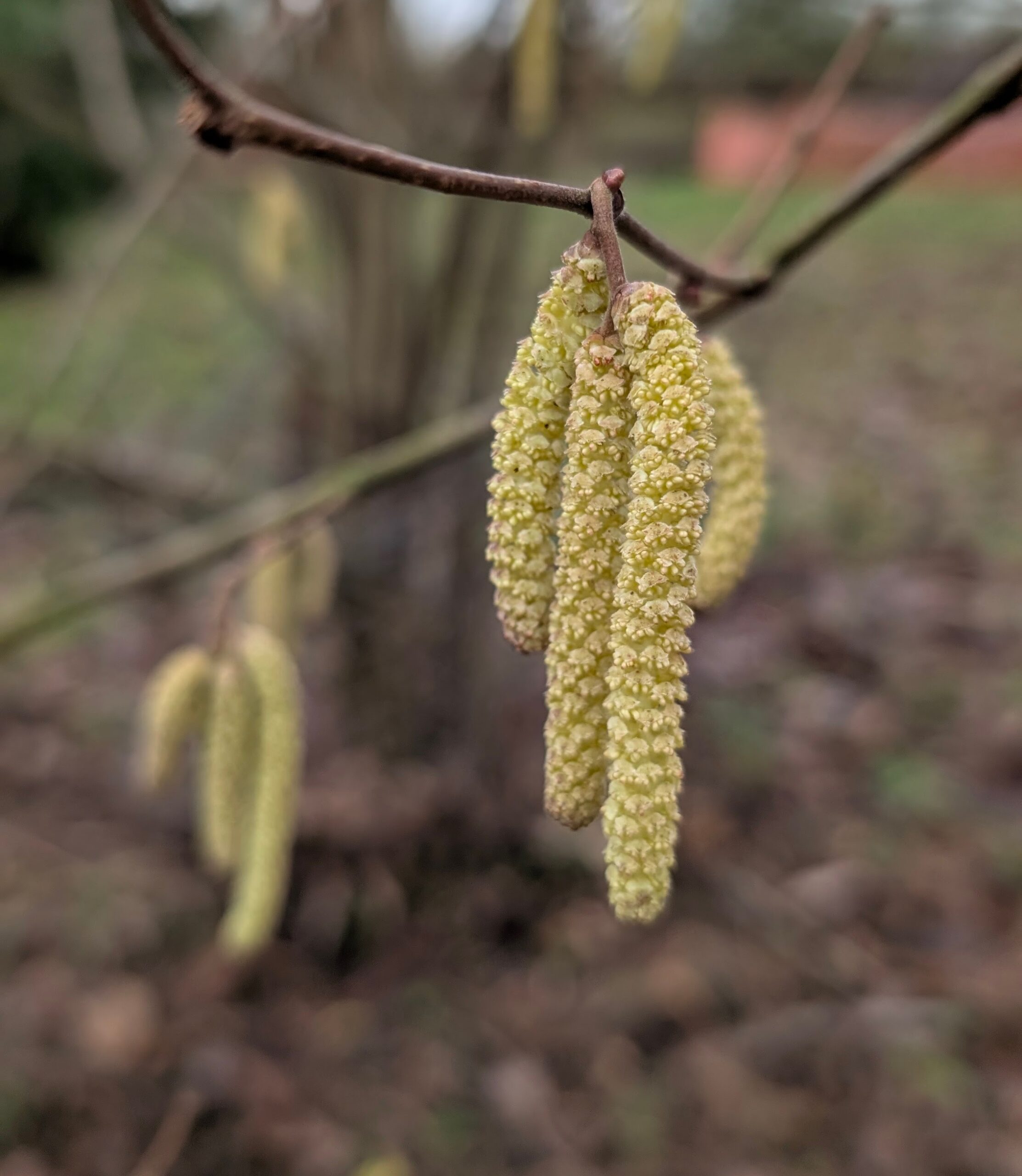 Hazel catkins