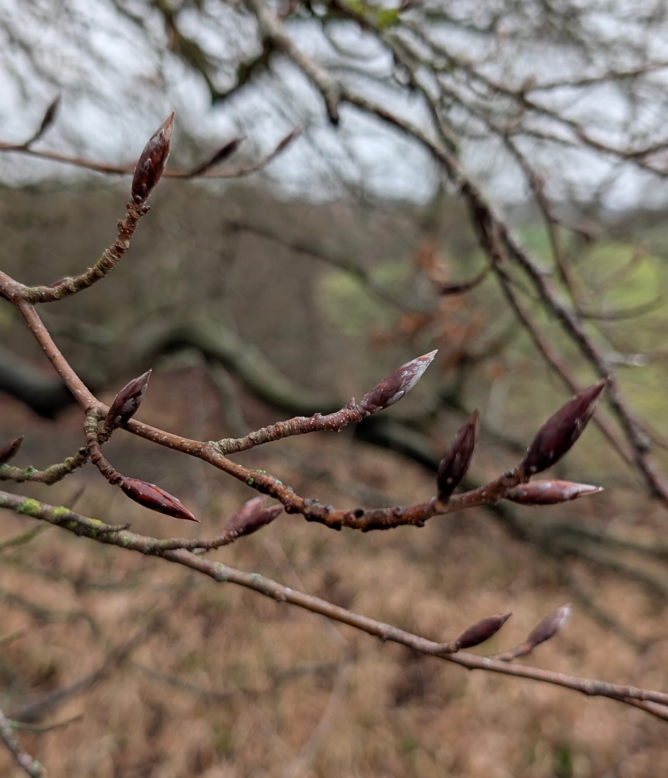 spring buds on trees