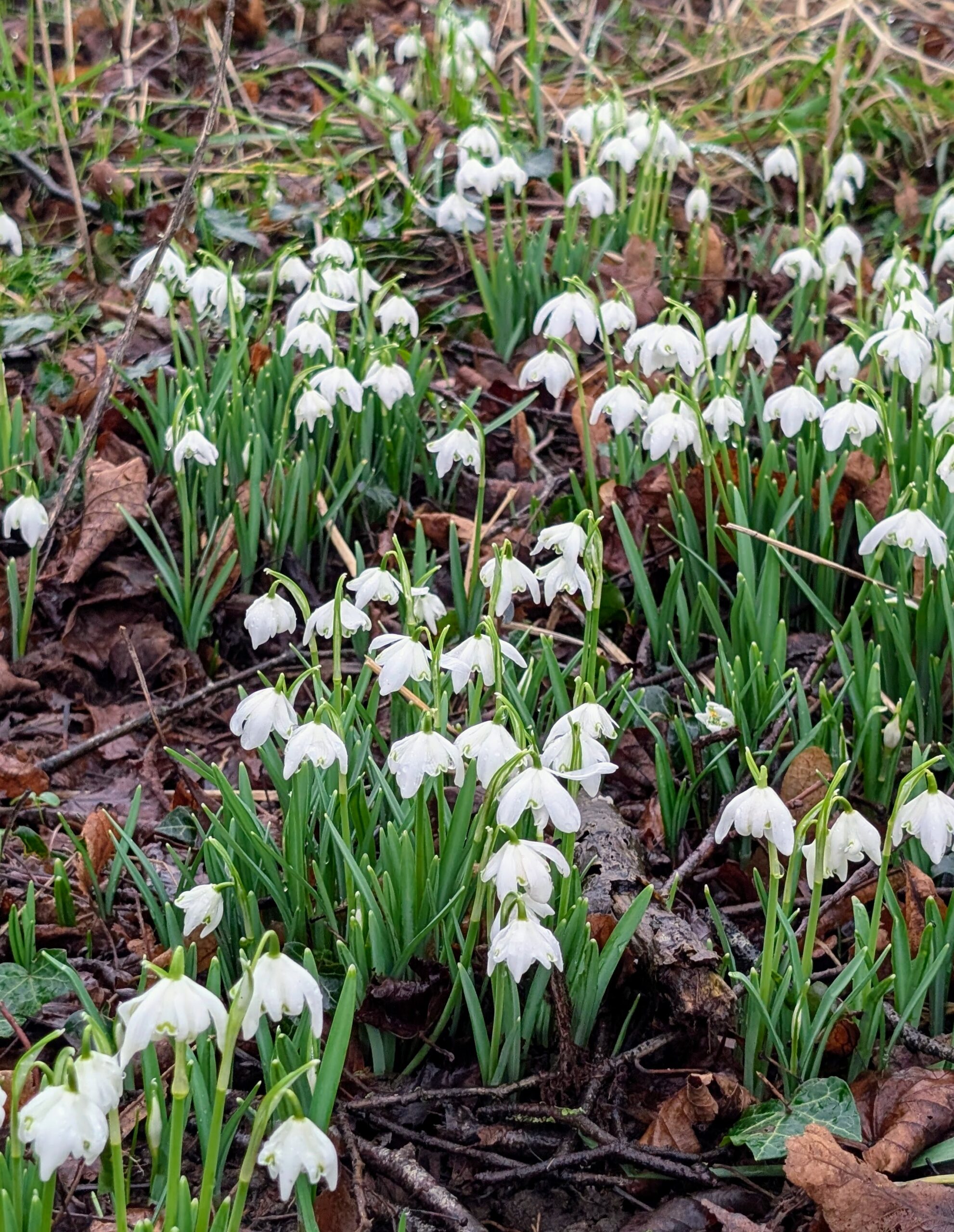 Group of snowdrops on the ground in february