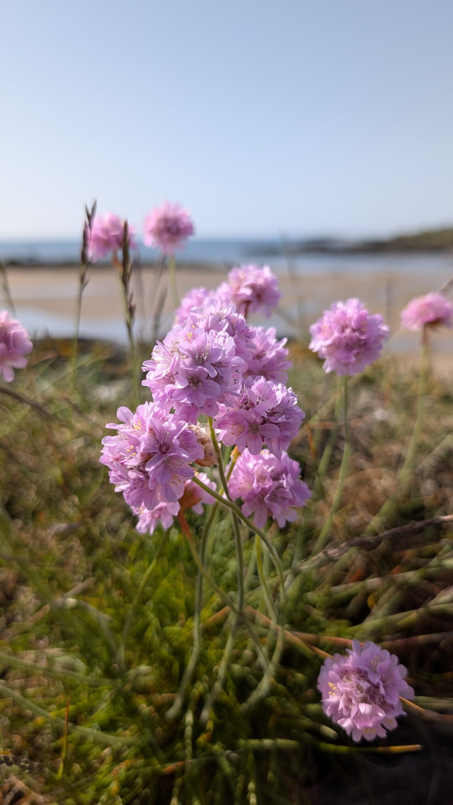 A photograph of flowers on the beach taken by Shell on a recent camping trip